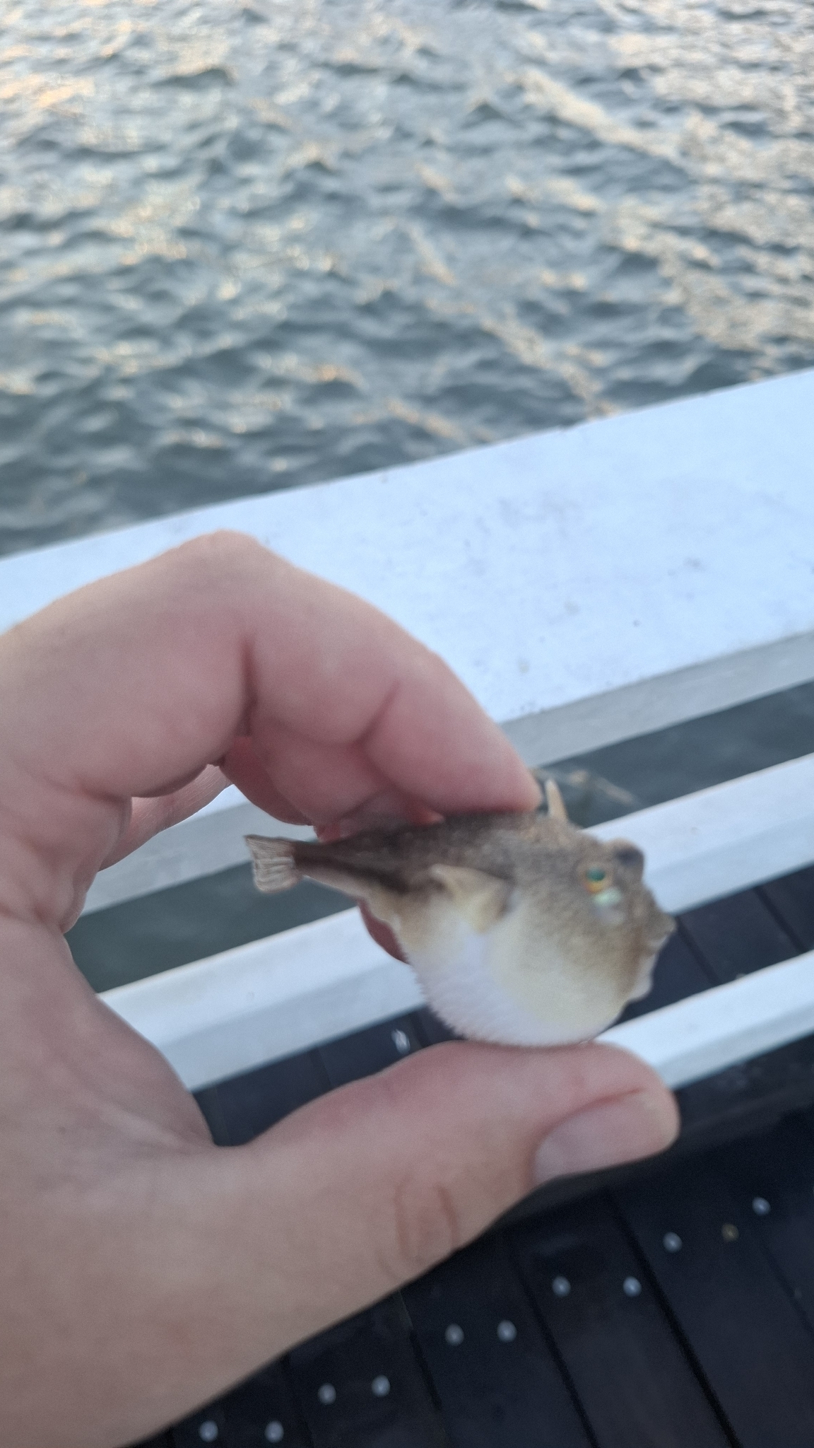 Brush-Tail Toadfish photo 6