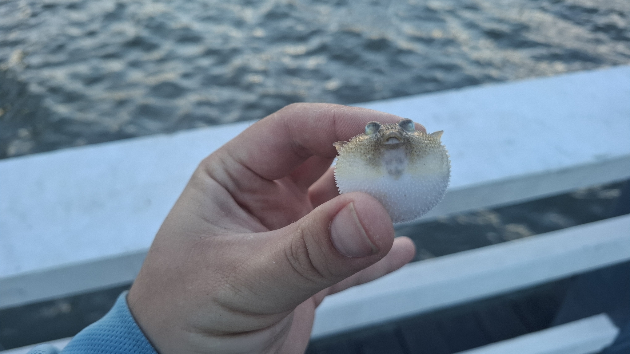 Brush-Tail Toadfish photo 7
