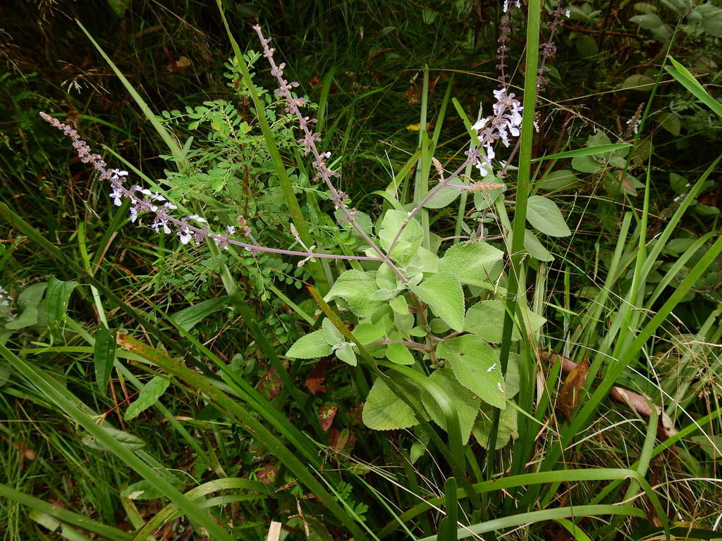 Lá phong bạc – Coleus argentatus