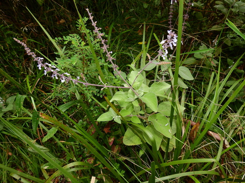 Silver spurflower (Coleus argentatus)
