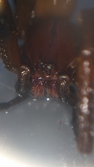 Phoneutria nigriventer