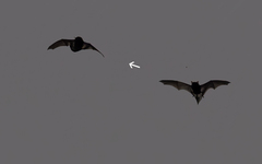Lanza's Pipistrelle photo 2