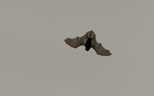 Lanza's pipistrelle (Hypsugo lanzai) — Endangered Mammalia