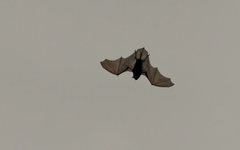 Lanza's Pipistrelle photo 1