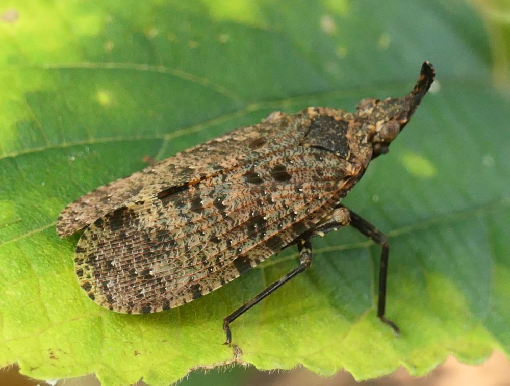 Pyrgoteles sicca
