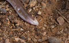Short Worm Lizard photo 4