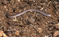 Short Worm Lizard photo 2