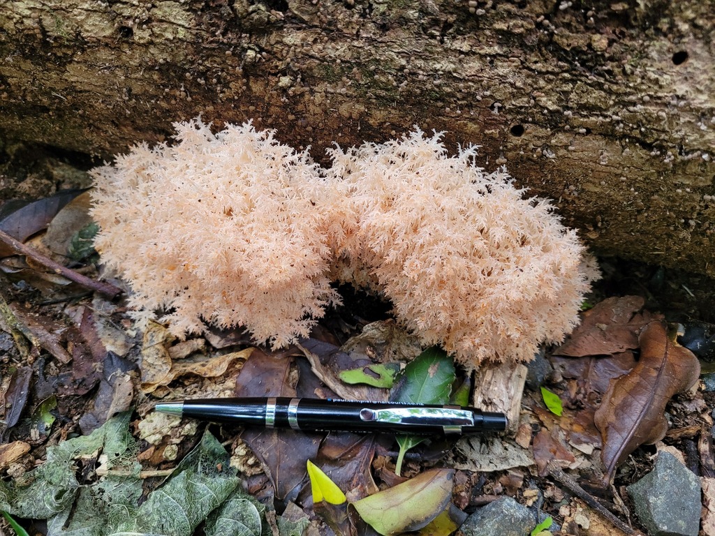 Hericium novae-zealandiae · February 2026 · photo: © dougalm (iNaturalist, cc-by)