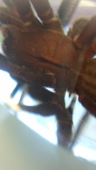 Phoneutria nigriventer