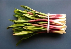 Allium ochotense