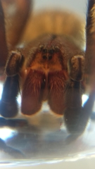 Phoneutria nigriventer