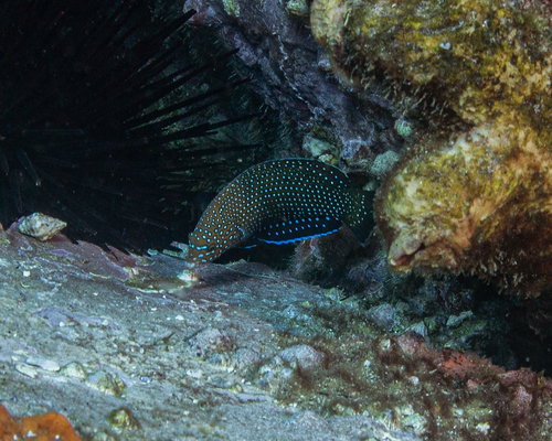 Anampses caeruleopunctatus