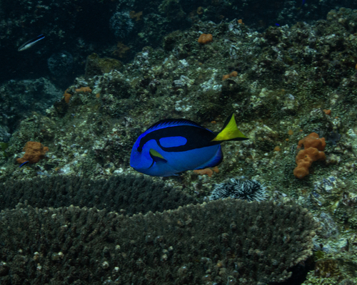 Paracanthurus hepatus
