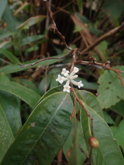 Eriosolena composita