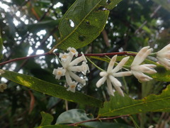 Eriosolena composita