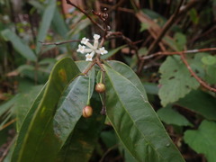 Eriosolena composita