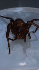 Phoneutria nigriventer