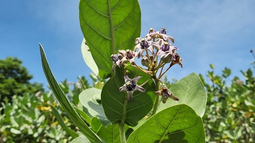 Calotropis gigantea