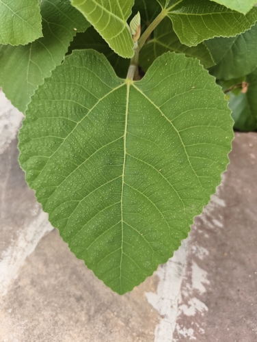 Foto de Figo
