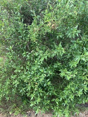 Coprosma ×cunninghamii