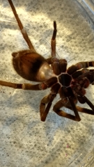 Phoneutria nigriventer