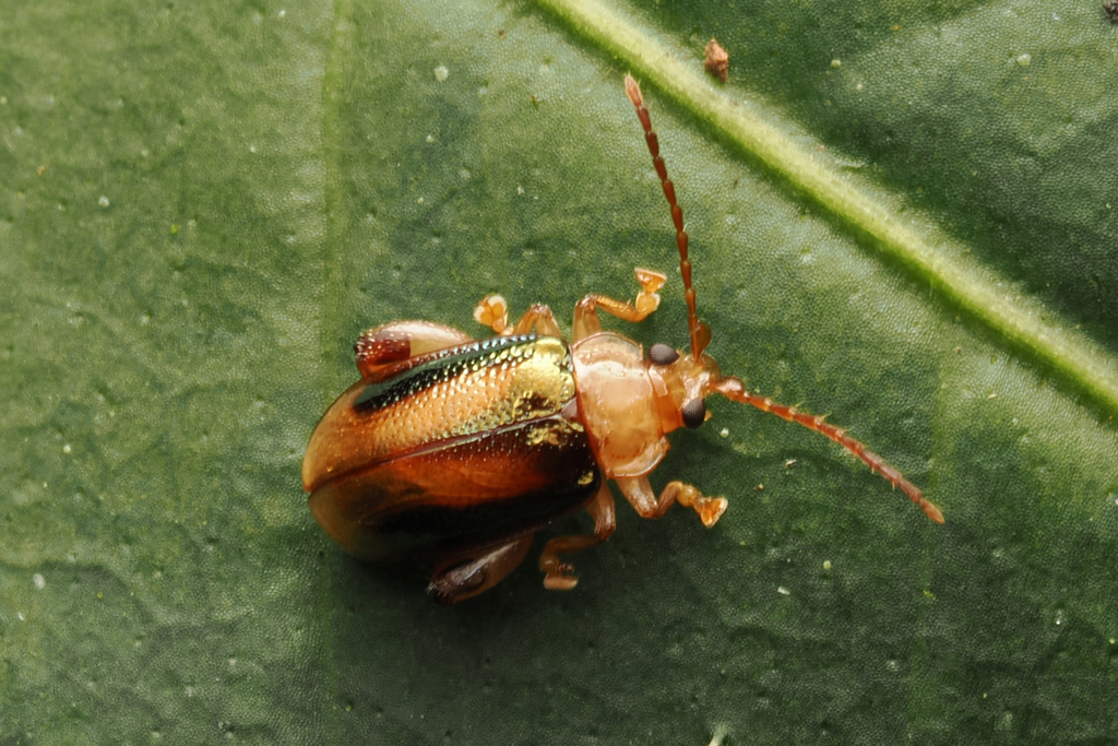Physoma costuliferum