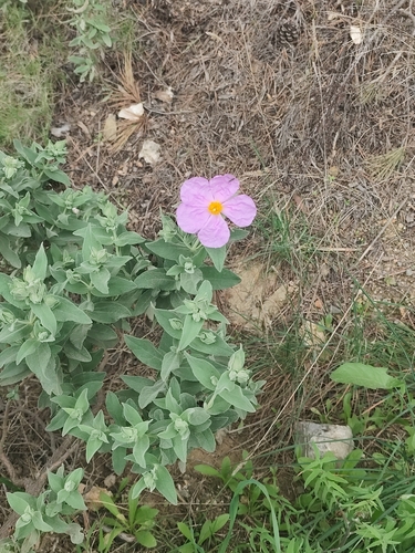 Cistus albidus iNat (3)
