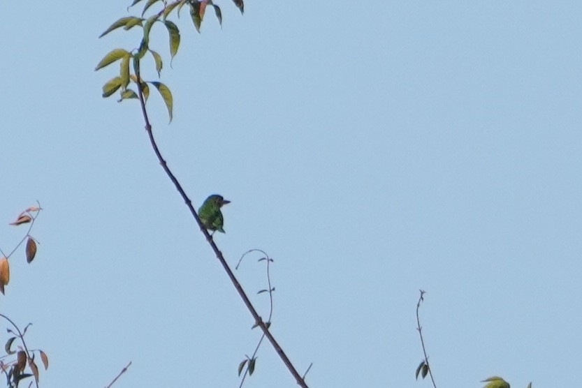 Black-eared Barbet (Psilopogon duvaucelii), photo 8