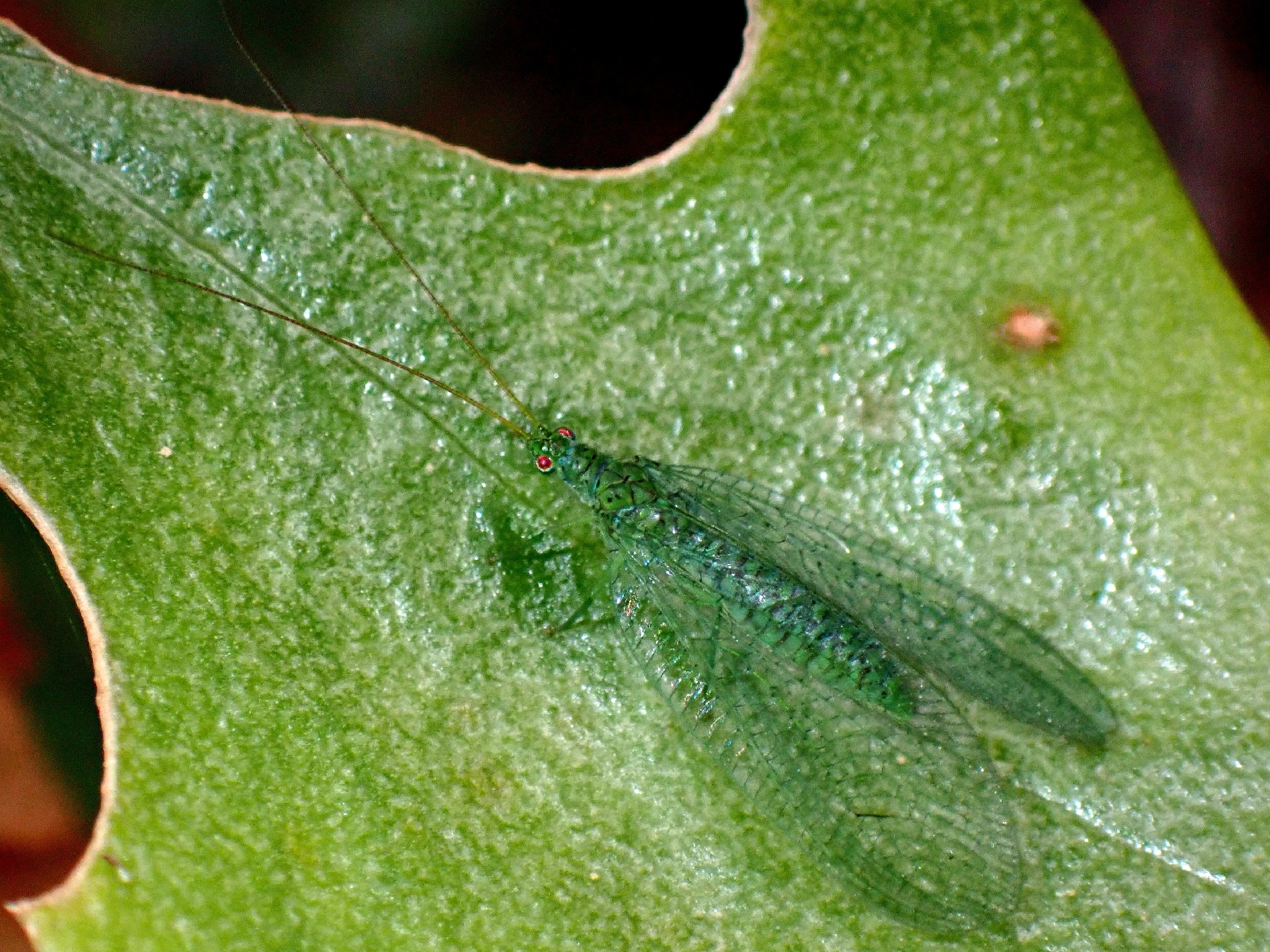 Atlantochrysa atlantica
