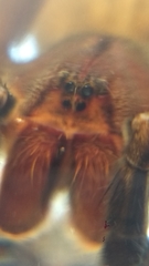 Phoneutria nigriventer