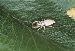 Hentzia alamosa