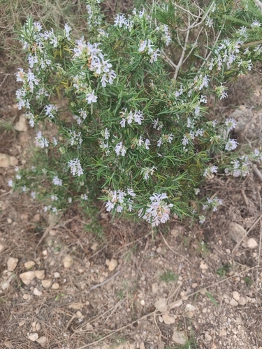 Avistamiento Salvia rosmarinus