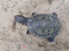 Mesoclemmys tuberculata