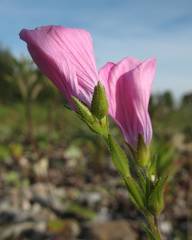 Linum viscosum