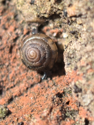Kaliella depressa, 2026-02-28
