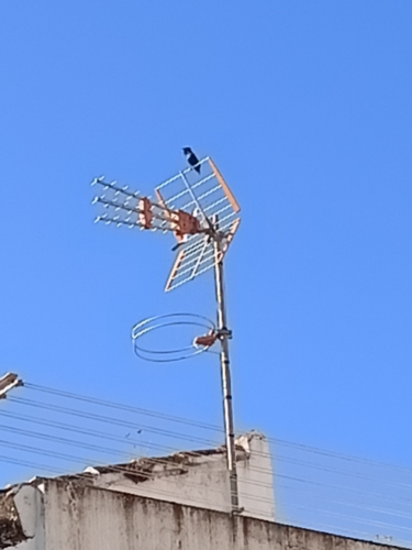 Avistamiento Estornino Negro