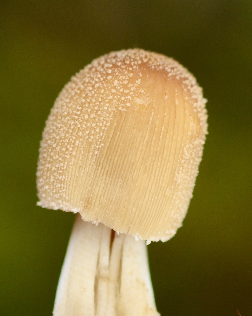 Coprinellus radians · February 2026 · photo: © cryptomarasmius (iNaturalist, cc-by)