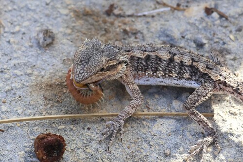 Dwarf Bearded Dragon, Pogona minor