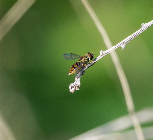Unknown species found near Corp Woods Nature Sanctuary, Galveston, TX, USA