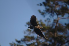 Nycticorax nycticorax