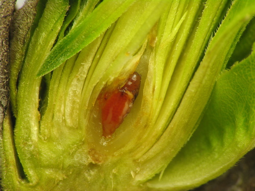 Goldenrod Bunch Gall