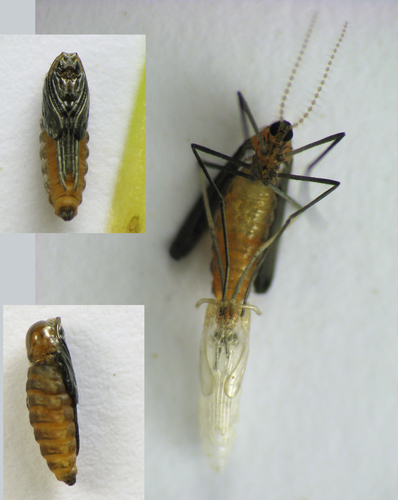 Goldenrod Bunch Gall Midge photo 4