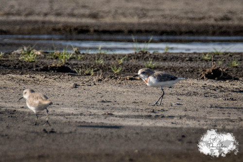 iNaturalist image