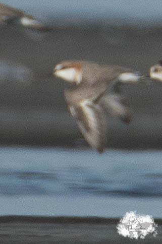 iNaturalist image