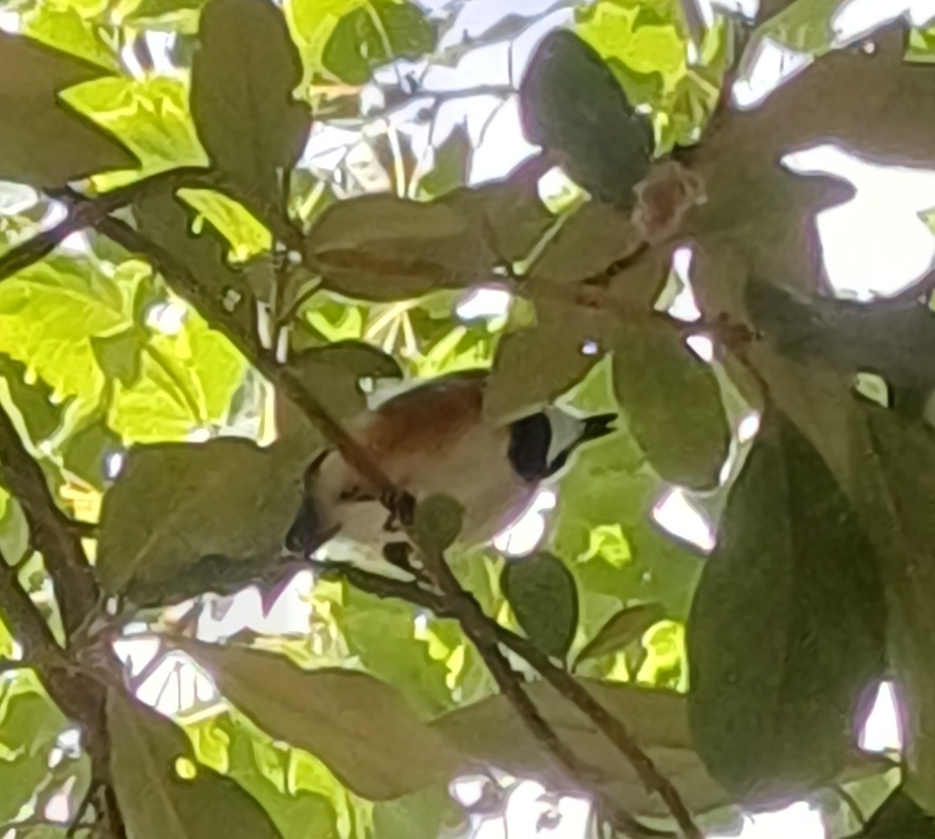 Cape Batis (Batis capensis), photo 10