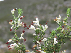 Erica penicilliformis