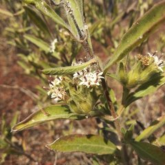 Lagascea angustifolia