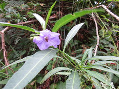Solanum laciniatum