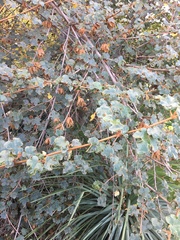 Fremontodendron californicum