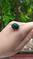 Polychalca punctatissima